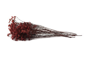 stabilisierter-limonium-14.