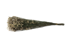 preserved-flowered-limonium-31.