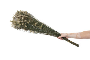 bluehender-limonium-stabilisiert-31.