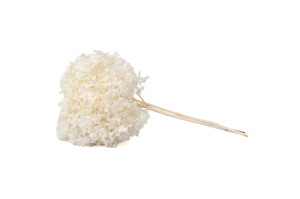 stabilisierte-anna-hortensien-7.