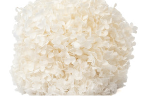 stabilisierte-anna-hortensien-7.