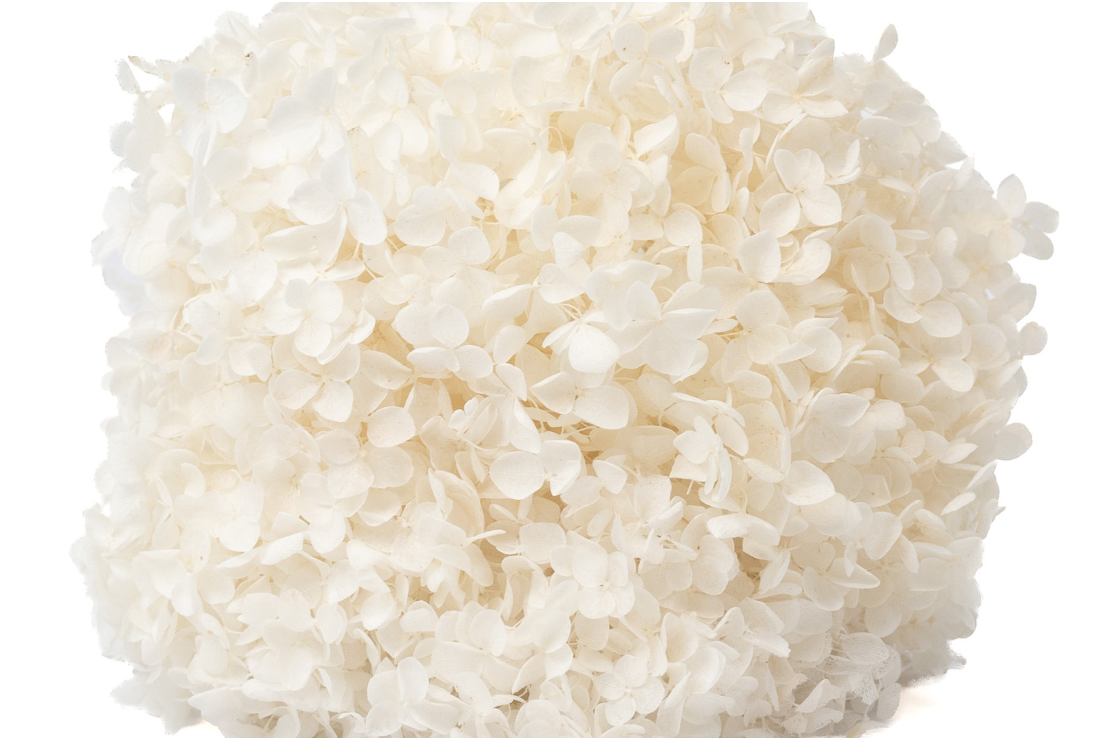 stabilisierte-anna-hortensien-7