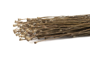 dried-small-popy-18.