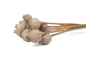 dried-poppy-18