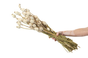 dried-poppy-250-g-18.