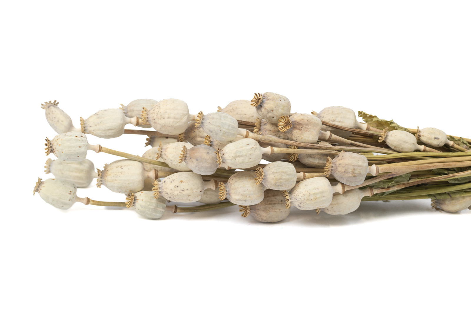 dried-poppy-250-g-18