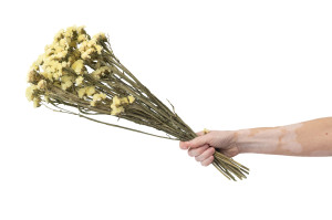 getrocknete-statice-sinuata-18.