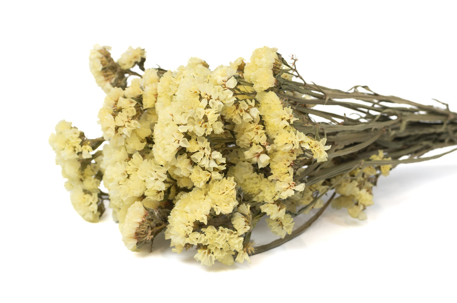 dried-statice-sinuata-18