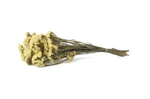 getrocknete-statice-sinuata-18.