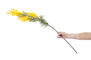 mimosa-artificiel-40.