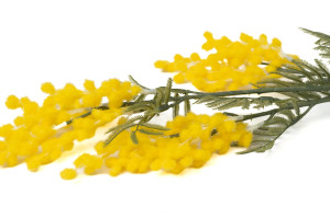 kuenstlicher-mimosenstrauss-40.