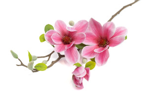 magnolia-artificiel-40.