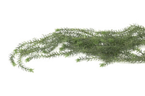 artificial-hanging-asparagus-40.