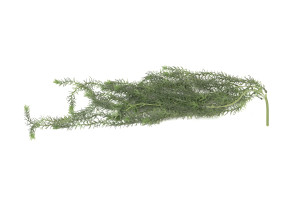 artificial-hanging-asparagus-40.