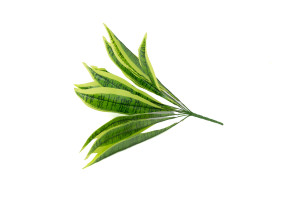 artificial-sansevieria-pick-40.