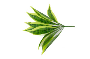 sansevieria-artificiel-piquet-40