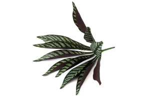 calathea-artificiel-piquet-40