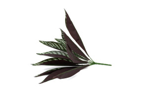 artificial-calathea-pick-40.