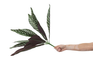 calathea-artificiel-piquet-40.