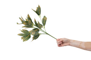 codiaeum-artificiel-piquet-40.