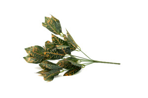 codiaeum-artificial-pick-40.