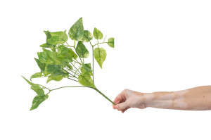 pothos-2-kuenstlicher-stecker-40.