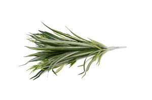 kuenstliche-chlorophytum-steckpflanze-40.