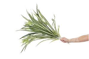 kuenstliche-chlorophytum-steckpflanze-40.