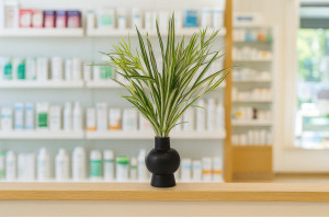 chlorophytum-artificiel-piquet-40.