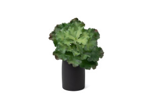 crassula-succulente-artificielle-piquet-40.