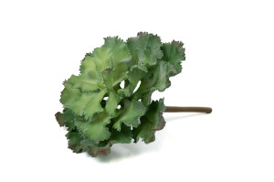 crassula-artificial-succulent-pick-40.