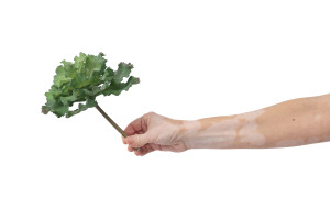 crassula-artificial-succulent-pick-40.