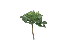 crassula-succulente-artificielle-piquet-40.