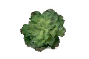 crassula-artificial-succulent-pick-40