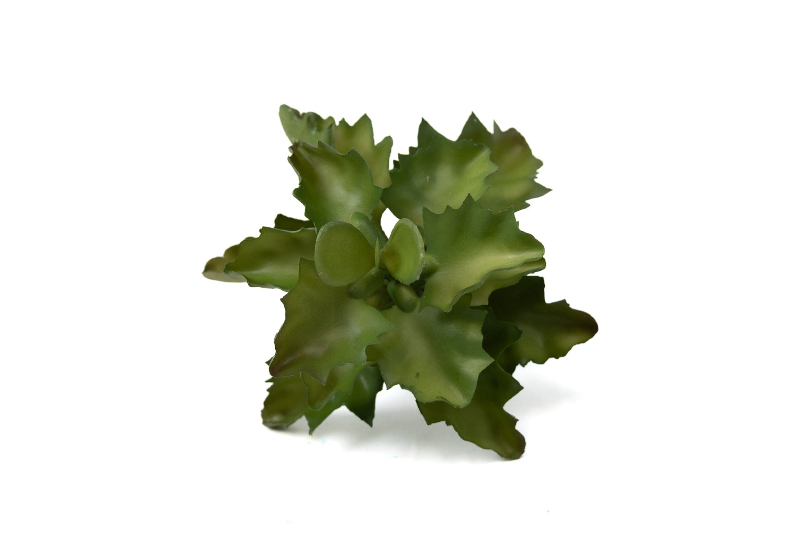 kalanchoe-succulente-artificielle-piquet-40