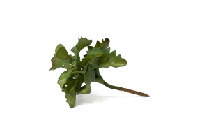 kalanchoe-kuenstliche-sukkulenten-steckstecker-40.