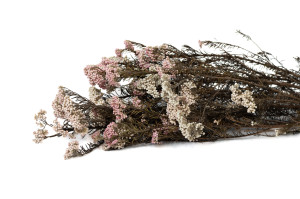 preserved-diosmirice-flower-8