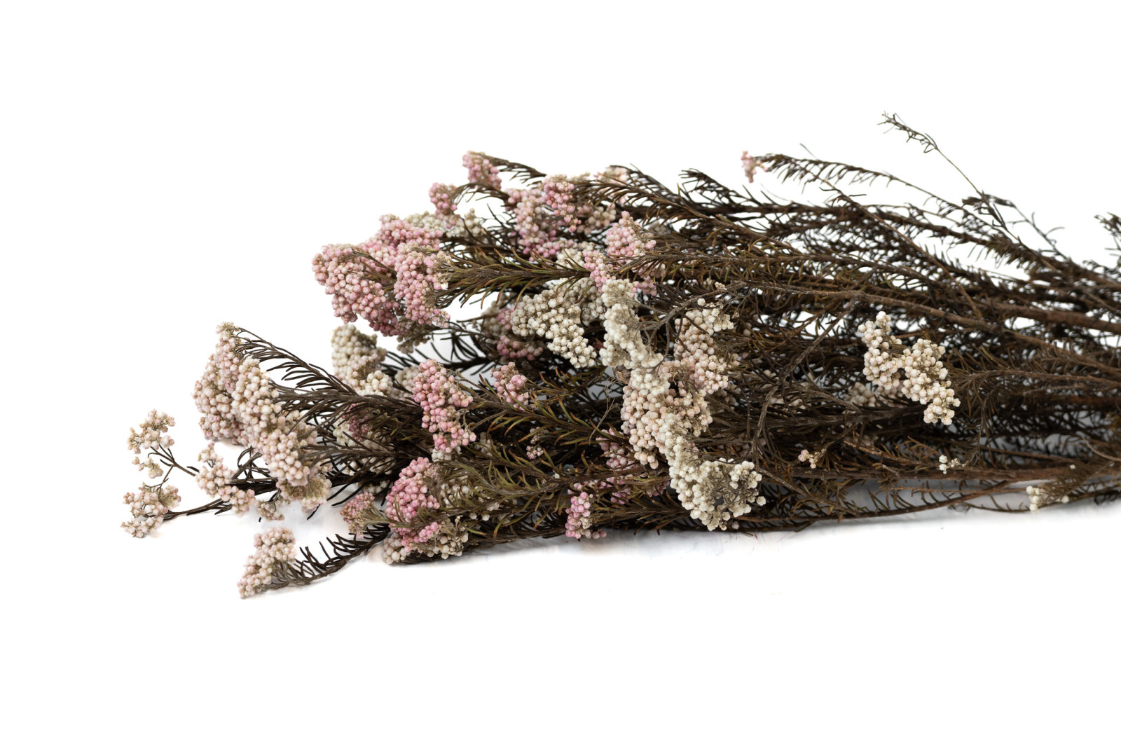 preserved-diosmirice-flower-8