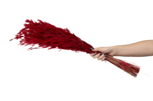 dried-plumeau-grass-8.