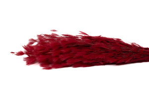 dried-plumeau-grass-8.