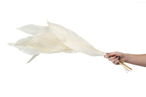 aspidistra-stabilise-8.