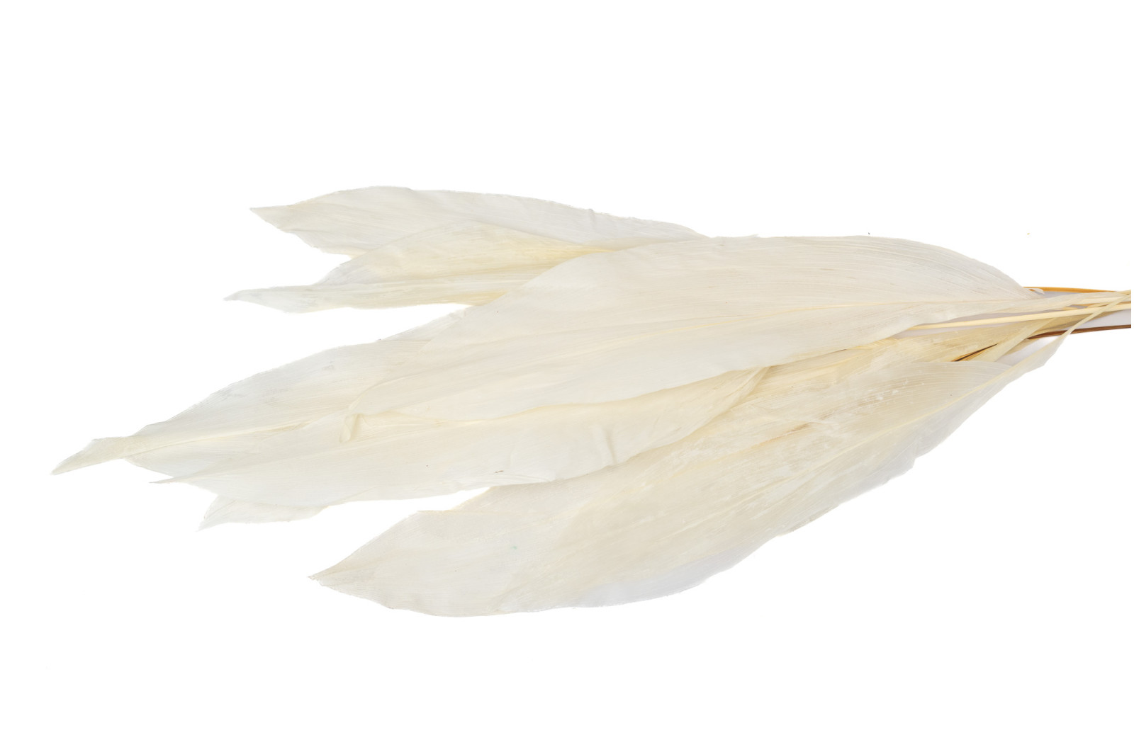 aspidistra-stabilise-8