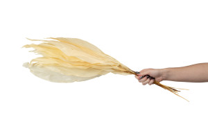 preserved-aspidistra-8.