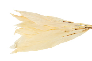 preserved-aspidistra-8.