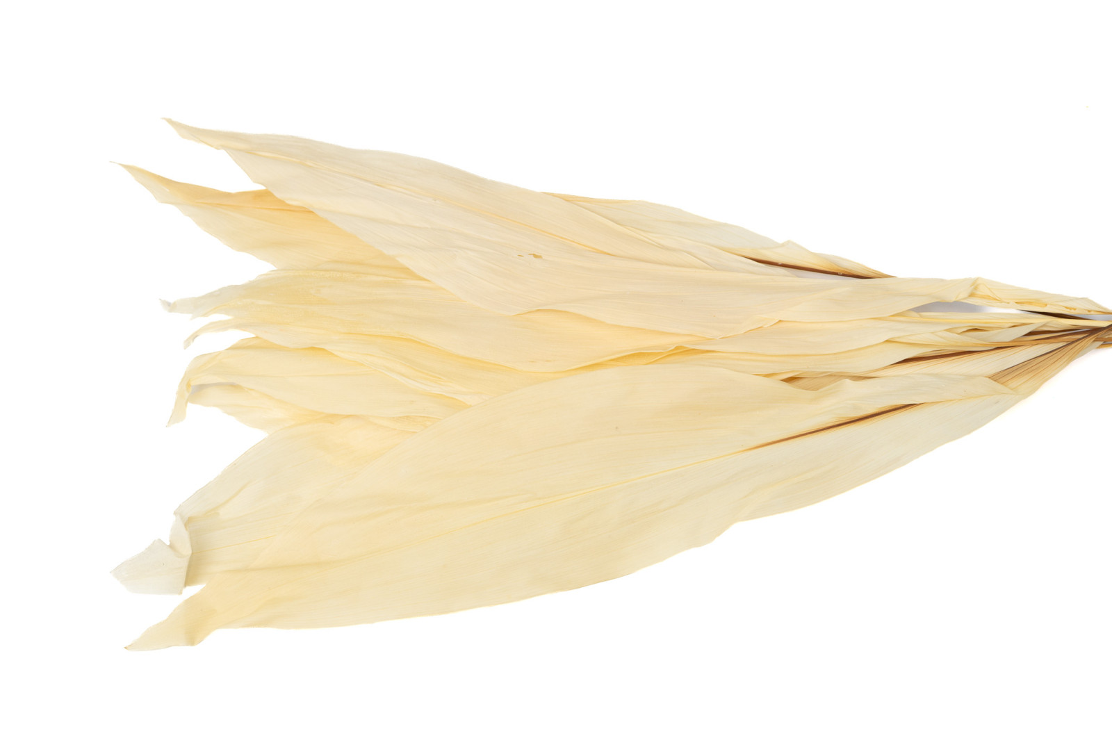 preserved-aspidistra-8