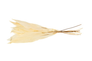 aspidistra-stabilise-8.