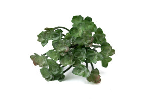succulent-1-artificial-pick-40