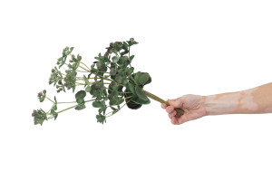 succulente-2-artificielle-piquet-40.