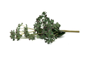 succulente-2-artificielle-piquet-40.