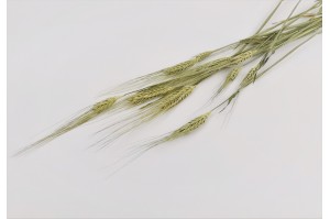 dried-barley-18.